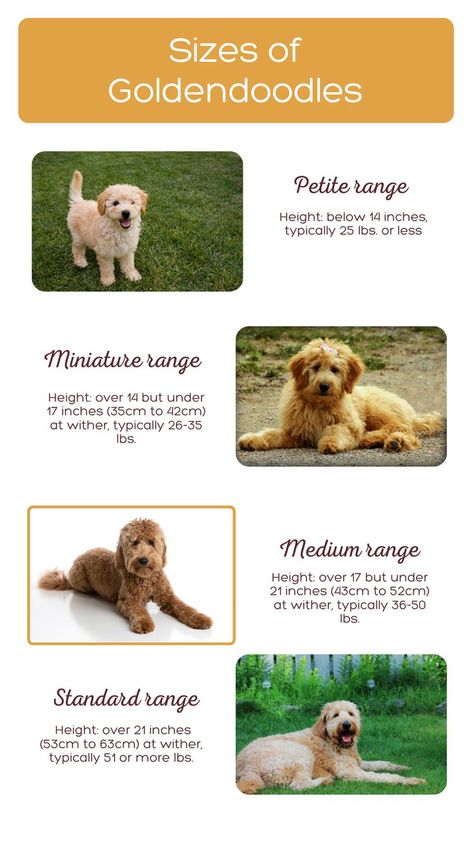 Small Goldendoodle, Doodle Tips, Teddy Bear Goldendoodle, Labradoodle Haircut, Goldendoodle Haircuts, F1b Goldendoodle, Doodle Dogs, Mini Goldendoodle, Golden Doodle