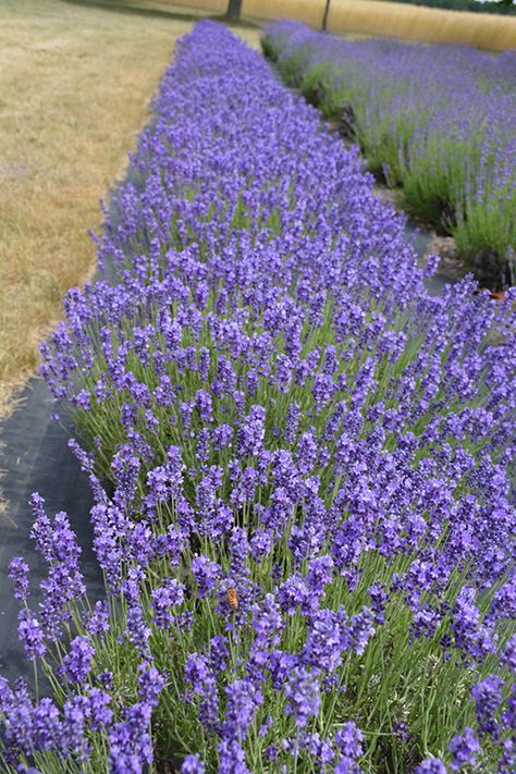 Lavandula Hidcote, Apple Tree Garden, Hidcote Lavender, Colorado Native Plants, Patio Garden Bed, Patio Border, Lavender Plant Care, Silver Plants, Lavender Hidcote