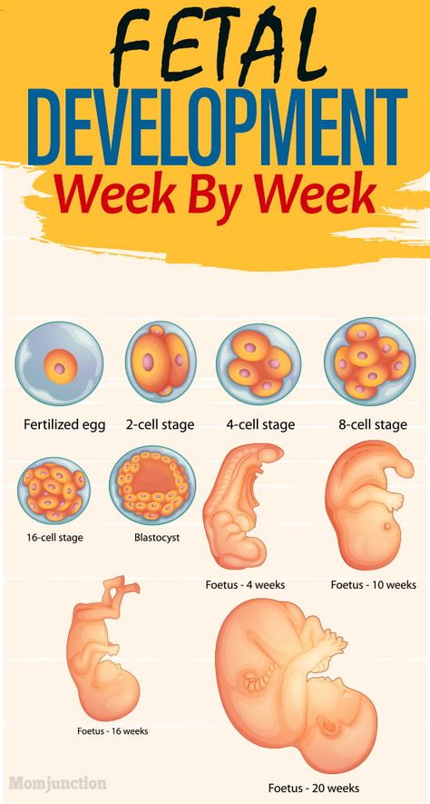 Fetal Development Week By Week : While regular ultrasound scans give you a glimpse of the baby now and then, you might want to know more in detail. In this MomJunction post, we give you a detailed picture of how your baby grows inside the womb. #pregnancy #pregnant  #womb #pregnancycare  #fetaldevelopment #weekbyweek How Baby Grows In Womb, Womb Anatomy, Baby Growth In Womb, 5 Weeks Pregnant, Midwifery Student, Pinterest Baby, Pregnancy Facts, Pregnancy Info, Du Plessis