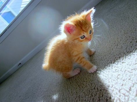 kitten Orange Kitten, Orange Kittens, Söt Katt, Orange Tabby Cats, Orange Cats, Kittens And Puppies, Baby Kittens, Animal Pics