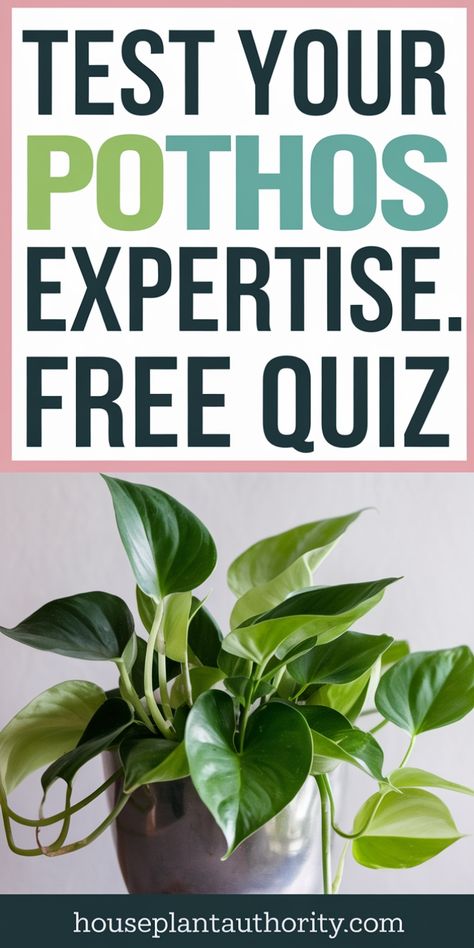 Text: "Test Your Pothos Expertise. Free Quiz." Image of a green pothos plant in a pot. Pothos Types, Pothos Care, Pothos Plant Care, Philodendron Monstera, Pothos Plant, Plant Supplies, Free Quiz, Plant Guide, Fiddle Leaf