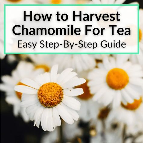 Learn how to harvest chamomile for tea on your own and save yourself some money. It is very easy to do, so why not? All you need in order to harvest are some... How To Harvest Chamomile, Chamomile Recipes, Tea Camomile, Cold Chamomile Tea, Harvesting Chamomile For Tea, Magical Properties Of Chamomile, Making Herbal Tea, Diy Toiletries, Chamomile Plant