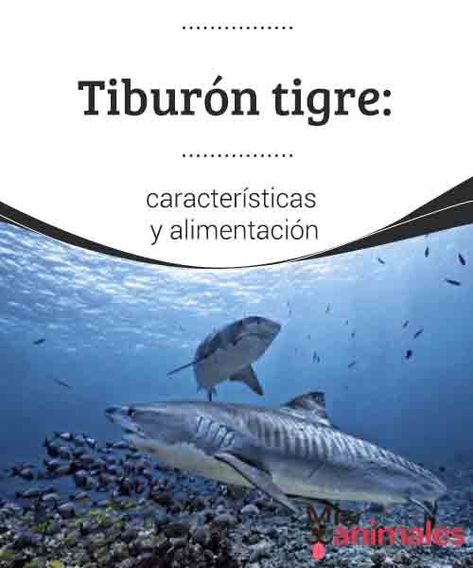 Tiburón tigre: características y alimentación.  El tiburón tigre parece fiero y grande. Sin embargo, tolera bastante bien la presencia de humanos en sus aguas... ¡Descubre a esta especie en profundidad! #tiburón #tigre #características #alimentación #humanos Fish Pet, Animals