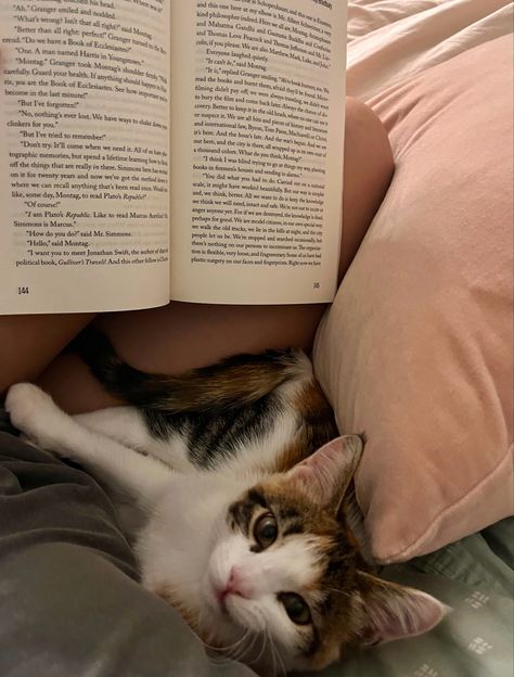 Playing With Cat Aesthetic, Cat And Books Aesthetic, Cat Vision Board, Cat Owner Aesthetic, Cat With Owner, Cat Moodboard, Cat Snuggles, Kitten Aesthetic, Gatos Cool