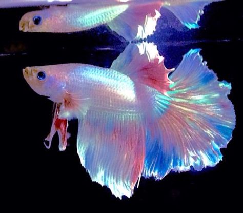 Platinum Betta Fish, White Beta Fish Aesthetic, Rainbow Betta Fish, Blue Beta Fish, White Betta Fish, Fish Tank Terrarium, Fish Tropical, Pretty Fish, Betta Tank