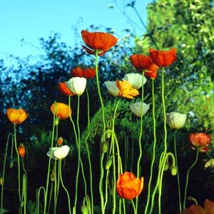 Orange Flower Garden, Iceland Poppies, Garden Palette, Iceland Poppy, Flower Garden Ideas, Garden Ideas To Make, Stem Flowers, Long Stem Flowers, Plant Wishlist