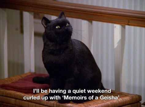 812 Likes, 6 Comments - sabrina the teenage witch (@nocontextsabrina) on Instagram Sabrina Cat, Salem The Cat, Salem Saberhagen, Salem Cat, Sabrina The Teenage Witch, Arte Indie, Sabrina Spellman, Archie Comics, The Curtain