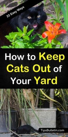 Cat Yard Deterrent, What Plants Repel Cats, How To Get Rid Of Cats, How To Repel Cats From Yard, Plants That Deter Cats, Plants Harmful To Cats, Natural Cat Deterrent, Cat Repellent Outdoor, Plants To Deter Cats