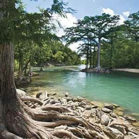 Guadalupe River -New Braunfels, TX Texas Adventure, Guadalupe River, Texas Places, Texas Vacations, Lone Star State, Cypress Trees, Texas Travel, Swimming Holes, Texas Hill Country