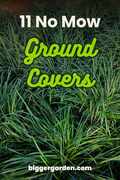 Dwarf Mondo Grass – Snakes Beard ground cover Low Plants For Landscaping, Best Low Maintenance Plants Front Yards, Ground Cover Lawn, Front Yard Landscaping No Grass Ideas Lawn Alternative, Low Maintenance Ground Cover, No Mow Yard, Creeping Thyme Yard, Low Maintenance Slope Landscape, Shade Lawn Alternative