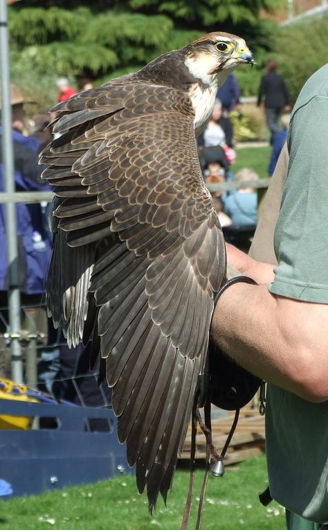 Bird Wings Drawing, Falcon Wings, Closed Wings, Totem Animals, Raptors Bird, Drawing Beautiful, Totem Animal, Wings Drawing, Animal Totem