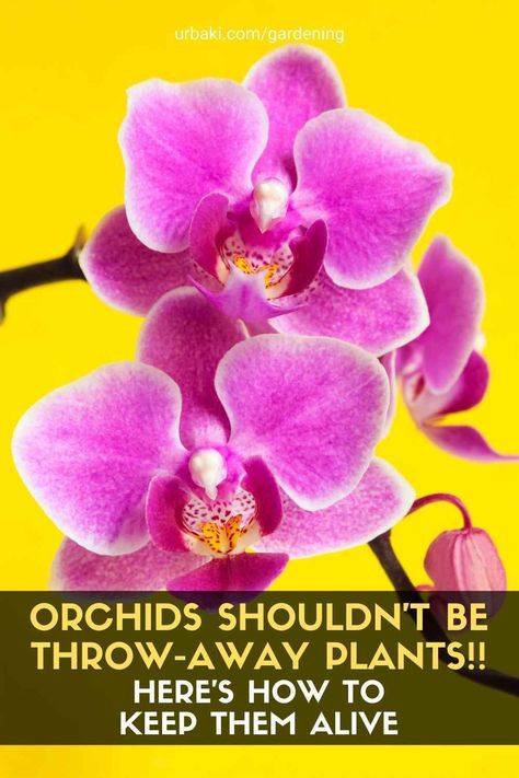 If you ever swore you wouldn't try to keep an orchid alive. You will surely love receiving them as gifts since they are beautiful and their flowering lasts for a long time. However, afterward, you find it difficult to make it bloom again. As with all indoor plants, take time to learn what orchids need. In this article, we show you how to keep an orchid alive in your home and make it bloom again. Indoor Orchids, Orchid Fertilizer, Blooming Orchid, Orchid Varieties, Jewel Orchid, Lady Slipper Orchid, Orchid Bark, New Roots, Indoor Flowers