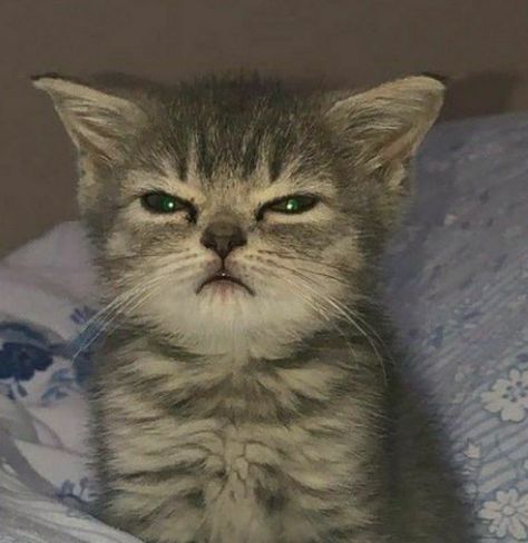 Before this happen, you always woke up by him in 4 a.m and while happen you want to revenge him by made him wake up at 3 a.m. So here his face after wake up Wake Up Meme, Cat Profile, Scared Cat, Cute Small Animals, Cat Quotes Funny, Eddie Munson, Silly Animals, Funny Cat Memes