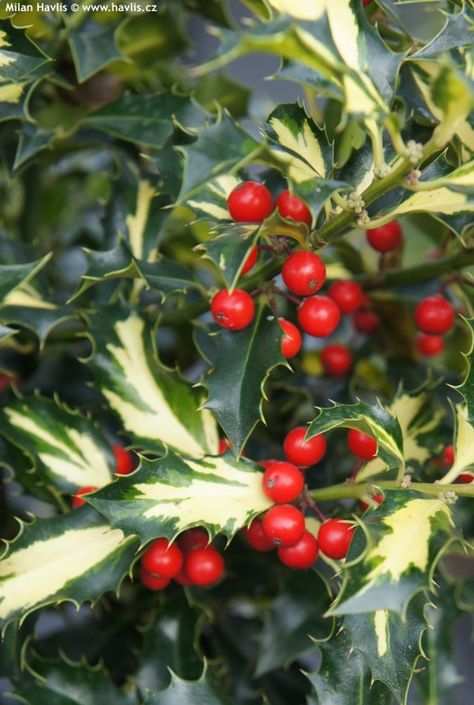 Holly Ilex Aquifolium, Holly Shrub, Holly Bush, Broadleaf Evergreen, Flower Varieties, Evergreen Garden, Landscape Plants, Foliage Plants, Landscaping Plants