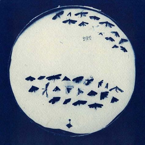 Gabor Kerekes, cyanotype, 1998 Alternative Photography, Insect Art, Zen Art, Abstract Nature, Blue Aesthetic, Natural History, Graphic Design Illustration, Surface Design, Budapest