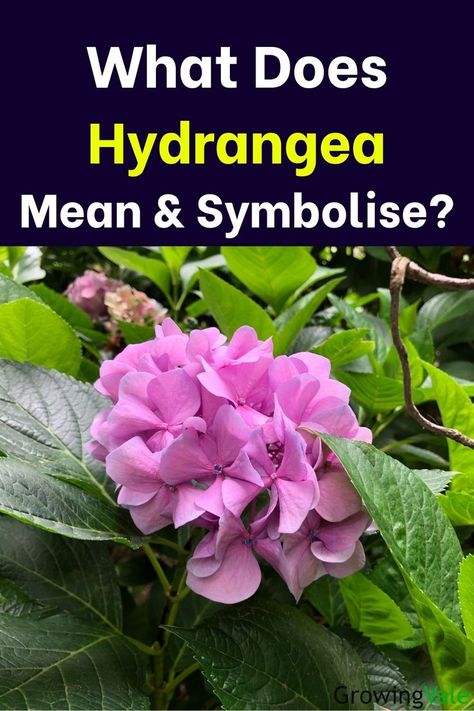 Hydrangea Flower Hydrangea Symbolism, Hydrangea Meaning, Hydrangeas Flowers, Hydrangea Bouquet, Green Hydrangea, Planting Hydrangeas, Flower Meanings, Hydrangea Flower, Flowers Garden