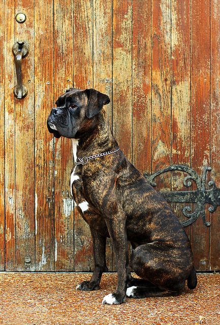 lovely brindle boxer Boxer Breed, Brindle Boxer, Boxer Bulldog, Boxer And Baby, Cesar Millan, Dog White, Boxer (dog), Boxer Puppy, Boxer Love