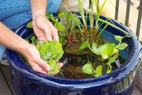 Small Water Gardens, Water Garden Plants, Container Water Gardens, Indoor Water Garden, Aquatic Garden, Water Container, Pond Plants, Water Pond, Garden Maintenance