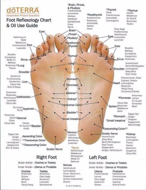 31 Printable Foot Reflexology Charts & Maps ᐅ TemplateLab Reflexology Foot Chart, Reflexology Chart, Doterra Essential Oils Recipes, Essential Oil Remedy, Oil Remedies, Essential Oils Health, Foot Reflexology, Young Living Oils, Doterra Oils