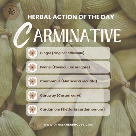 Carminative herbs are known for their ability to soothe the digestive tract, relieve gas, and reduce bloating. They work by relaxing the intestinal muscles and promoting the expulsion of gas. These herbs can be particularly useful in situations such as: 🌿 Digestive Discomfort: Herbs like peppermint and ginger can help relieve indigestion, gas, and bloating. 🌿 Colic Relief: Fennel and chamomile are often used to soothe colic in infants and digestive discomfort in adults. 🌿 Improving Appetit... Colic Relief, Relieve Gas, Medicinal Herbs Garden, Herbs Garden, Digestive Tract, Witchy Stuff, Healing Herbs, Medicinal Herbs, Medicinal Plants