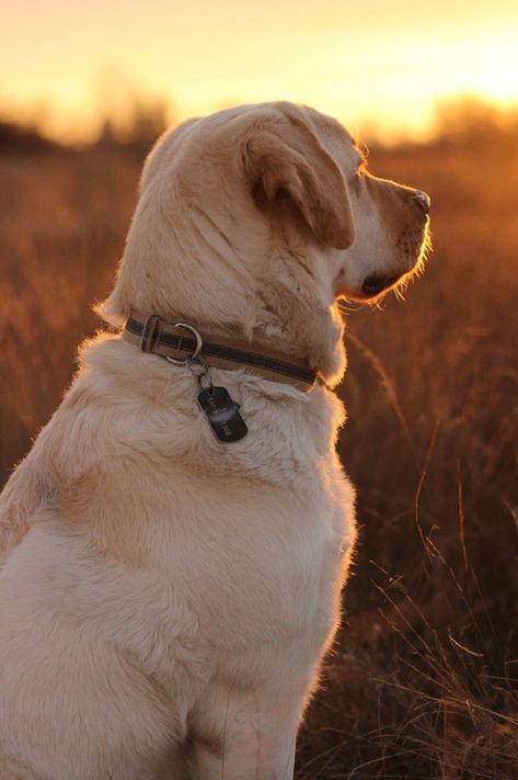 Chien Golden Retriever, Chocolate Labrador Retriever, Golden Labrador, Black Labrador Retriever, Lab Puppy, Popular Dog Breeds, Labrador Retriever Puppies, Yellow Labrador, Labrador Retrievers