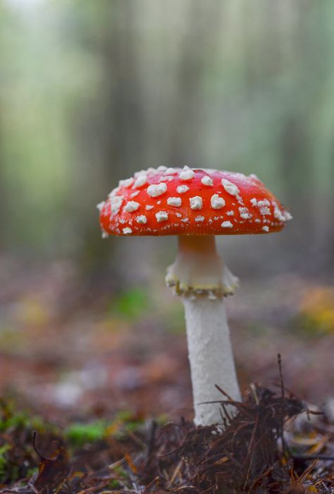 Fly Agaric Drawing, Fly Amanita, Mushroom Photography, Mushroom Costume, Fly Agaric Mushroom, Amanita Mushroom, Drawing Study, Amanita Muscaria, Mushroom Tattoos