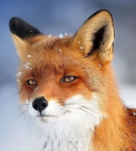 Free Online Jigsaw Puzzles, Fox Art, Red Fox, Wildlife Photography, Animal Kingdom, Jigsaw Puzzles, Fox, Dogs, Red