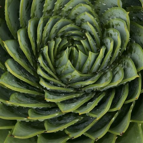 Geometry In Nature, Pattern Photography, Natural Structures, Mood Images, Photo Texture, Organic Pattern, Organic Form, Natural Forms, Patterns In Nature