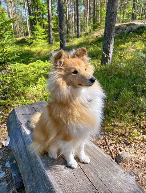 Sheep Dog Puppy, Sheltie Dogs, Really Cute Puppies, Cute Dog Pictures, Pretty Dogs, Shetland Sheepdog, Cute Animal Photos, Cute Animal Pictures, Cute Cats And Dogs