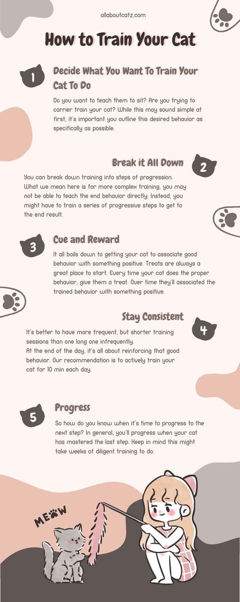 Train Cats, Train A Cat, Cat Infographic, Puppy Funny, Cat Hacks, Owning A Cat, Kitten Love, Dry Cat Food, Cat Club