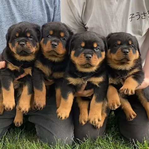 A rottweiler's strength lies not only in their physical prowess but also in the gentle and loving nature they possess,,,,less. Baby Rottweiler, Rottweiler Love, Dog Behavior Training, Rottweiler Mix, Super Cute Dogs, Classified Information, Baby Farm Animals, Dog Humor, Very Cute Dogs