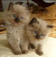 #Pet #Love #Animais Ragdoll Cat Breeders, Ragdoll Kittens For Sale, Ragdoll Kittens, Beautiful Kittens, Cat Breeder, Ragdoll Kitten, Kitten For Sale, Kittens And Puppies, Baby Kittens