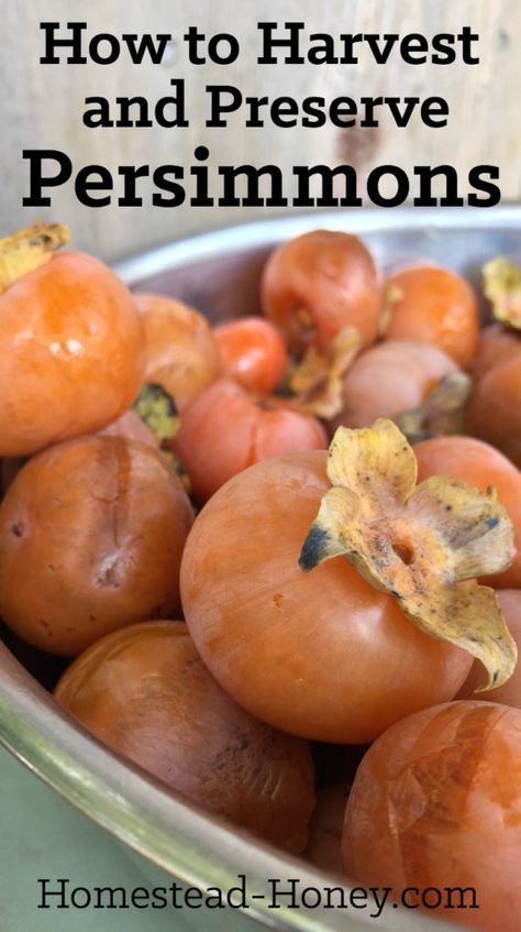 Persimmon Pudding, Persimmon Recipes, Persimmon Fruit, Fall Fruits, Wild Edibles, Growing Fruit, Fall Treats, Wild Food, Canning Recipes