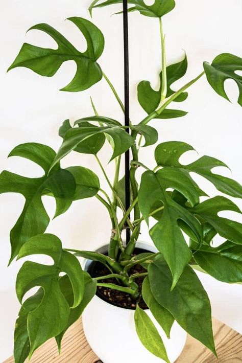 How to Grow and Care for Rhaphidophora Tetrasperma (Must Read) | Florgeous Monstera Vine, Statement Plants, Monstera Plant Care, Mini Monstera, Rhaphidophora Tetrasperma, Monstera Plants, Orchid Bark, Plant Goals, Plant House