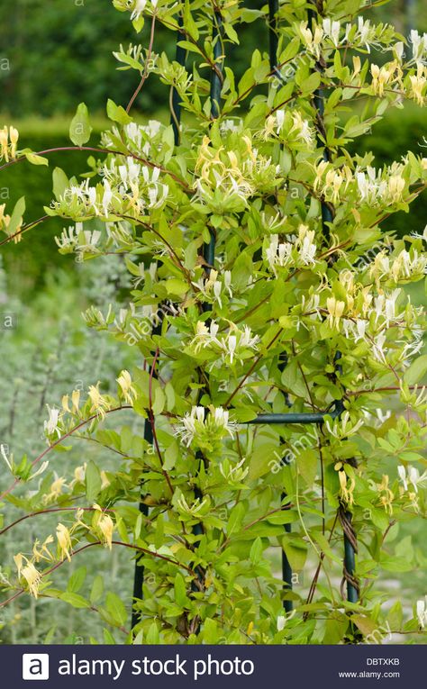 Common honeysuckle (Lonicera periclymenum 'Graham Thomas') on trellis Honeysuckle On Trellis, Lonicera Periclymenum, Honeysuckle Trellis, Honeysuckle Plant, Evergreen Climbers, Low Growing Shrubs, White Flower Farm, Trellis Panels, Dry Leaf