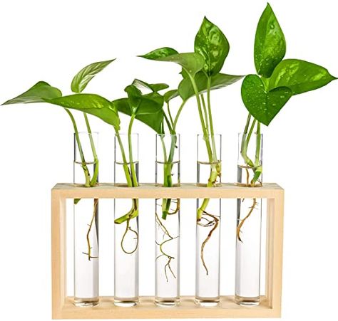 Test Tube Planter, Tube Planter, Tabletop Terrarium, Hanging Glass Planters, Test Tube Vase, Stand Plant, Glass Vase Decor, Propagation Station, Plant Terrarium