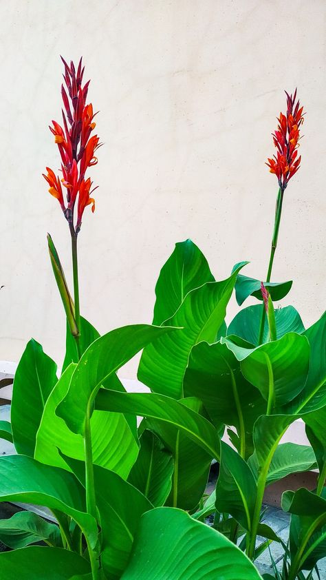 Цветы, канна индика Cannas Flowers, Nature In City, Canna Flower, Flowers 2023, Bulbous Plants, Indian Flowers, Backyard Renovations, Plant Drawing, Garden Painting