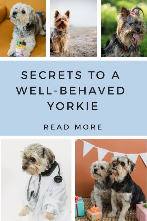 Dog Owner Tips, Yorkie Puppy Training, Yorkie Training, Puppy Checklist, Teacup Yorkie Puppy, Yorkie Terrier, Yorkie Lovers, Cat Hacks, Yorkie Dogs