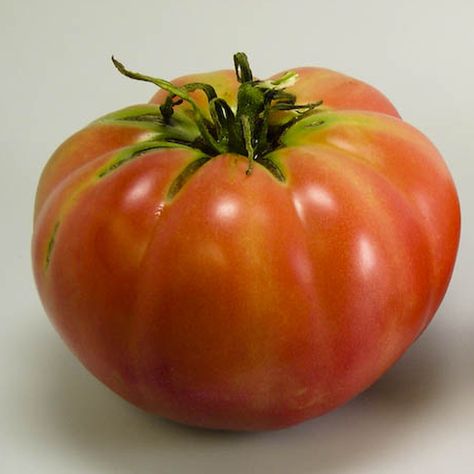 Indeterminate. Huge, 1 pound dark pink fruit with outstanding taste. Makes thick and meaty slices for sandwiches or salads. Vigorous plants produce reliably and generously all season. 80 days from … Realistic Tomato Drawing, Tomato Reference Photo, Tomato Plant Painting, Tomato Photo, Lots Of Tomatoes, Heirloom Tomato Plants, Types Of Tomatoes, Pink Fruit, Cool Pencil Drawings