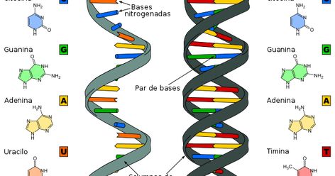 Dna E Rna, Dna Transcription, Nitrogenous Base, Dna Facts, Homo Habilis, Dna Replication, Dna Molecule, Dna Model, Nucleic Acid