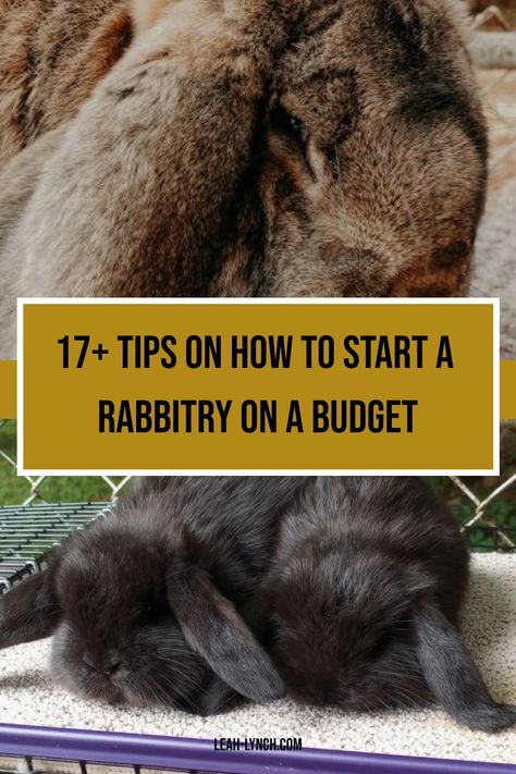 Rabbitry Setup Ideas, Rabbitry Setup, What To Feed Rabbits, Rabbit Colony, Meat Rabbits Breeds, Rabbit Farming, Raising Meat Chickens, French Lop, Raising Rabbits For Meat