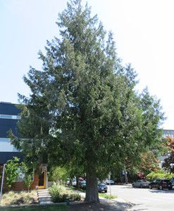 Western Red Cedar - Trees | seattle.gov Western Red Cedar Tree, Eastern Red Cedar Tree, Weeping Alaskan Cedar, The Olde Weeping Cedar, Eastern Red Cedar Bonsai, Thuja Plicata, Pacific Northwest Garden, Northwest Garden, Street Trees