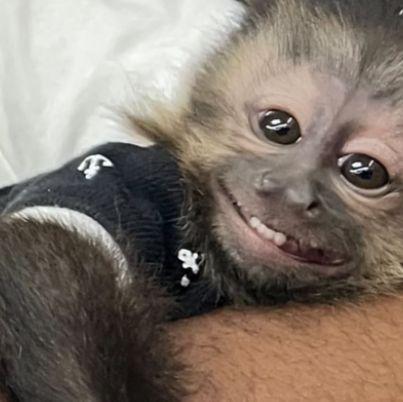 Cute Monkey Pictures, Monkey Memes, Funny Stick Figures, Monkey Stickers, Capuchin Monkey, Monkey Pictures, Spongebob Funny, Cartoon Character Pictures