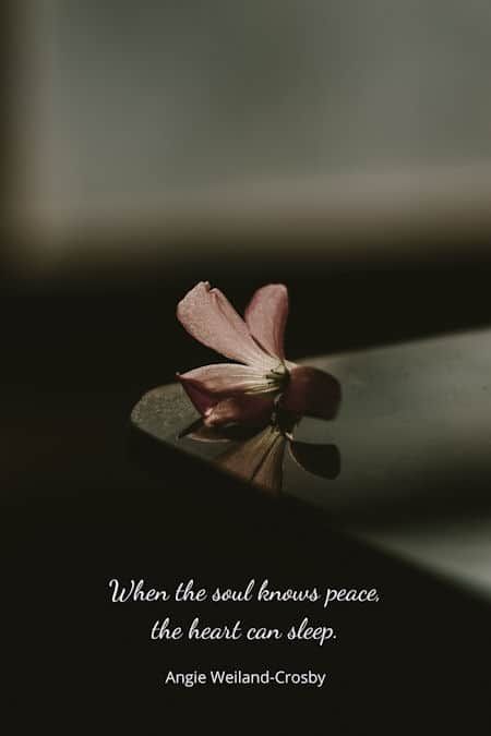 soul quotes | nature peace quotes | inner peace quotes | soulful photography of a beautiful pink flower by Alan Cabello | "When the soul knows peace, the heart can sleep." Angie Weiland-Crosby #quotes #soulful #humanityquotes #naturequotes #peacequotes #pink #flower #sunlight #blogging #soul #love #unity #angieweilandcrosby #momsoulsoothers Inner Soul Quotes, Soul Peace Quotes, Peaceful Soul Quotes, Peaceful Day Quotes, Peaceful Love Quotes, I Love My Peace Quotes, Peaceful Heart Quotes, Soothing Quotes Peace, Soul Needs Peace