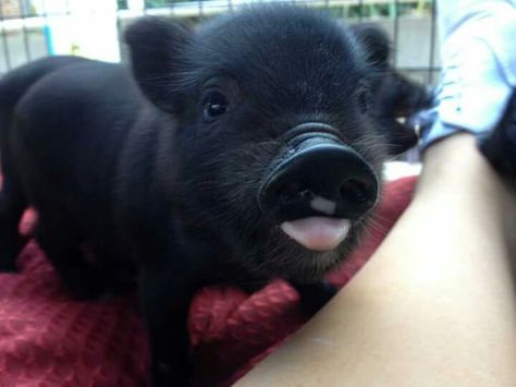 Would love a little black piglet Mini Teacup Pigs, Teacup Piglets, Teacup Pig, Black Pig, Teacup Pigs, Cute Piglets, Mini Pigs, Cute Piggies