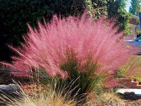 62 Native Florida Plants and Trees | Balcony Garden Web Grasses For Landscaping, Muhlenbergia Capillaris, Florida Plants, Perennial Grasses, Fountain Grass, Ornamental Grass, Have Inspiration, Rain Garden, Grass Seed