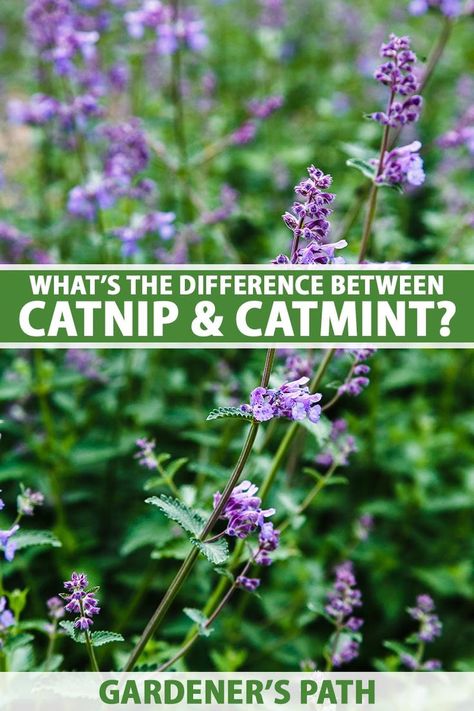 A close up vertical image of Nepeta growing in the garden. To the center and bottom of the frame is green and white printed text. Catmint Uses, Nepeta Summer Magic, Catnip Plant Gardening, Cat Mint Plant Perennials, Mint Plant Uses, Cat Mint Plant, Catnip Tincture, Cats Pajamas Catmint, Spell Recipes