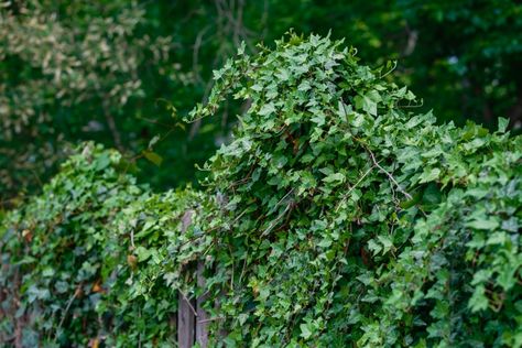 ALTHOUGH ivy may look pretty across your garden fence, it can cause damage leaving many gardeners wanting to get rid of it. The pesky plant is notorious for coming back if not taken care of properly. Thankfully, gardeners have revealed the secret to get rid of English Ivy instantly and make sure it never comes […] Planting Daffodil Bulbs, Let It Die, Daffodil Bulbs, English Ivy, Fence Paint, Garden Fence, Daffodils, Garden Inspiration, Gardening Tips