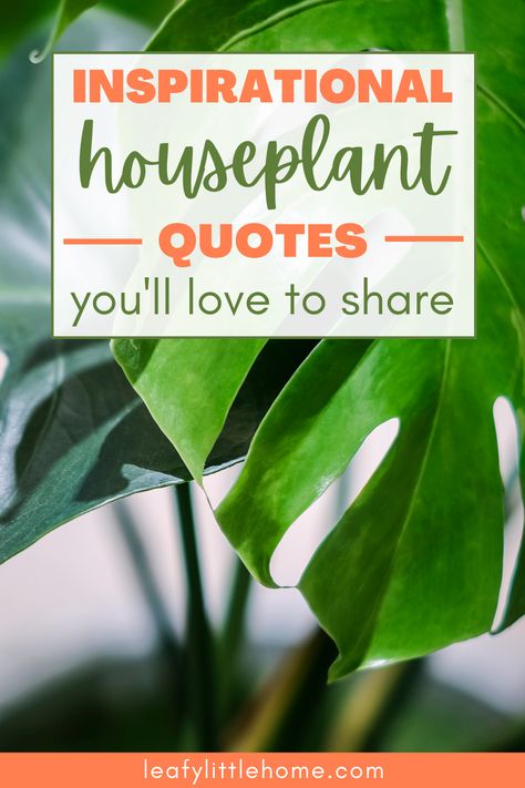 Are you inspired by houseplant quotes? I sure am, so I’ve put together my very favorite ones to share with you and spark some joy. Perfect for Instagram captions and scrapbooking! #houseplants #quotes #leafylittlehome Plants Are My Therapy Quotes, Positive Plant Quotes, Green Plants Quotes, Quotes On Plants Inspiration, New Plant Quotes, Plant Slogans Inspiration, Plant Inspiration Quotes, Water Your Plants Quotes, Quotes For Plant Lovers