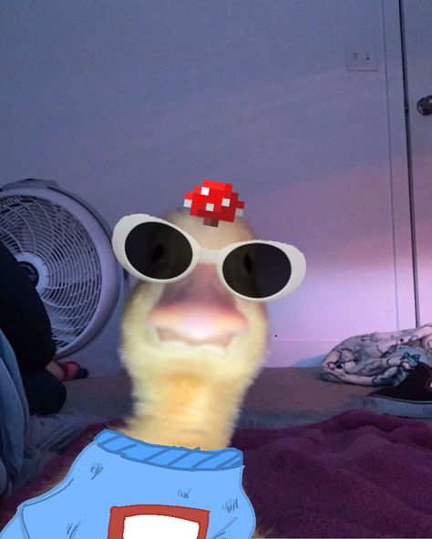 Fish Eye Pfp Funny, Duck Pp, Duck Selfie Wallpaper, Duck Wearing Glasses, Duck Profile, Duck With Glasses, Aesthetic Duck, Duck Pfp, Duck With Sunglasses